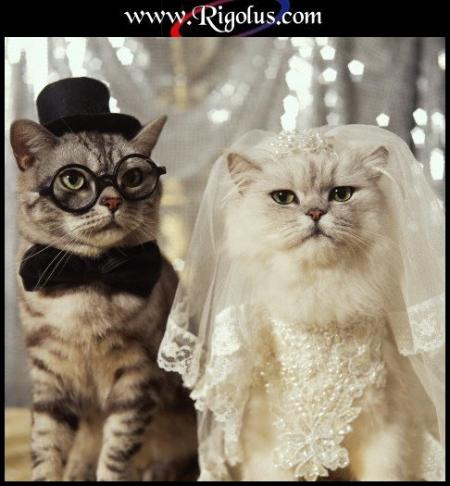 Le mariage félin