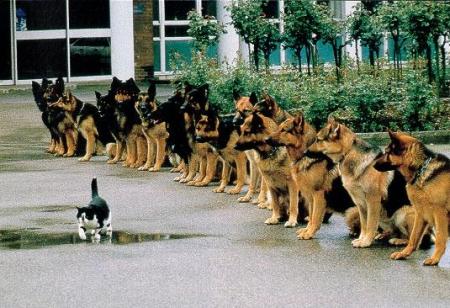 Du calme Rex!!!