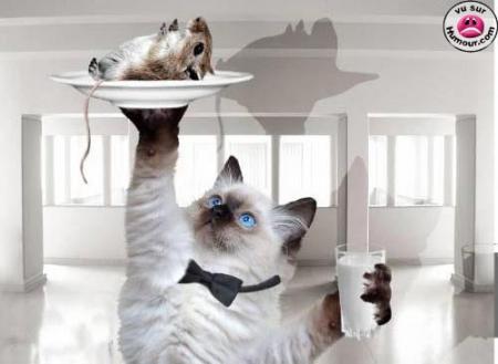 Le repas est servi !!!!!