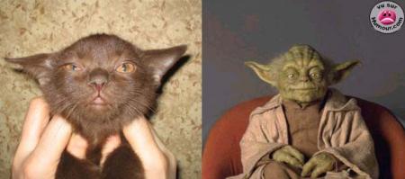 Chat Yoda